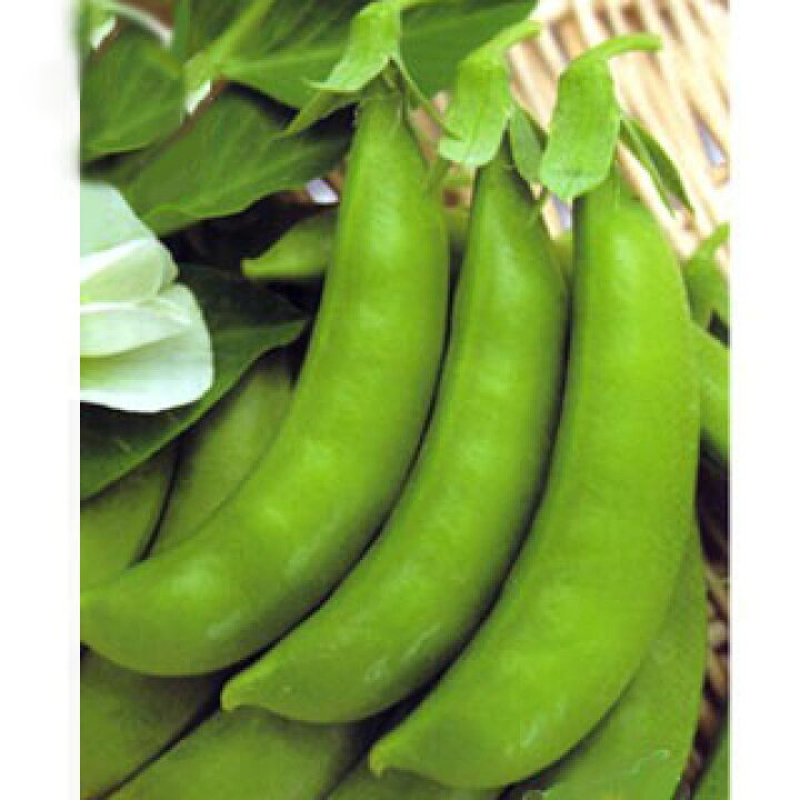 楽天市場】スナップえんどう 種 【 豊姫 】 小袋 ( 種 野菜 野菜種子 野菜種 ) : 【菜園くらぶ】家庭菜園の専門店 楽天市場】スナップえんどう 種 【 豊姫 】 小袋 ( 種 野菜 野菜種子 野菜種 ) : 【菜園くらぶ】家庭菜園の専門店