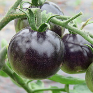 �~�j�g�}�g �� �y �p�[�v�����[�Y �z 20�� �i �� ��� ��؎�q ��؎� �j