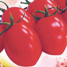 トマト 種 【 ミニトマト シュガリーテール（短楕円） 】 小袋(15粒) ( トマトの種 )
