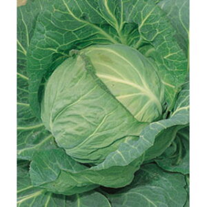 Lxc  y tЂ莵 z (DF 1.8ml) ( Lxc̎ )