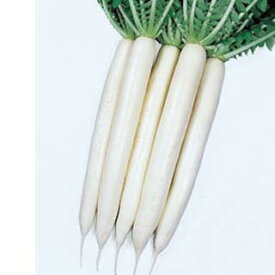 大根 種 【 夏みの早生三号 】 小袋(約8.0ml) ( 大根の種 )