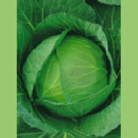 キャベツ 種 【 フルーツキャベツ 】 小袋 （ 種 野菜 野菜種子 野菜種 ）