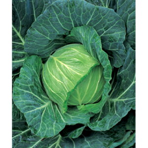 Lxc  y YRt z (DF) ( Lxc̎ )