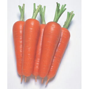 ɂ񂶂  y  z ybg500 i   ؎q ؎ j