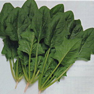 zE\E  y gbh z 1L ( zE\E̎ )