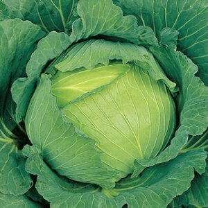 �L���x�c �� �y �~�� �i�Ƃ����j �z ����(2000��) �i �� ��� ��؎�q ��؎� �j