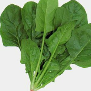 zE\E  y ~Xg z M3 ( zE\E̎ )