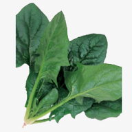ほうれん草 種 【 ミラージュ 】 M3万粒 （ 種 野菜 野菜種子 野菜種 ）