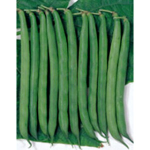 CQ  y Ȃؓ A[ z 1L ( CQ̎ )