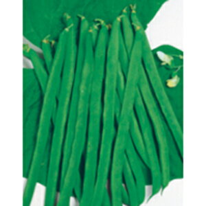 CQ  y 邠ؓ  z 1dl ( CQ̎ )