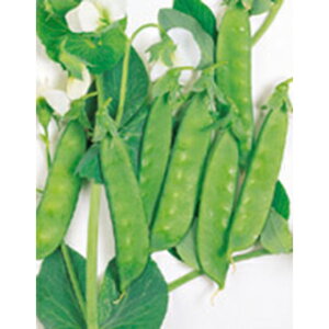 ʂGhE  y ݖ30PMR z 1L i   ؎q ؎ j