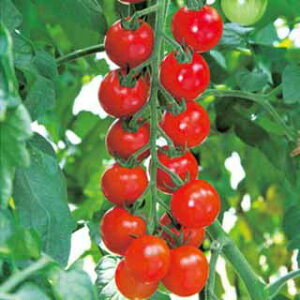 �~�j�g�}�g �� �y ��� �z ����(16��) ( �~�j�g�}�g�̎� )