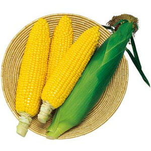 �Ƃ����낱�� �� �y ���Ђ��܃R�[��88 �z ���܁i40���j ( �Ƃ����낱���̎� )