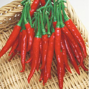 gEKV  y ̒ z 2000 ( gEKV̎ )