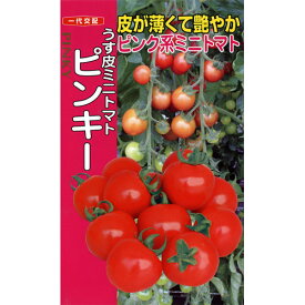 ミニトマト 種 【ピンキー】 500粒 （ 種 野菜 野菜種子 野菜種 ）