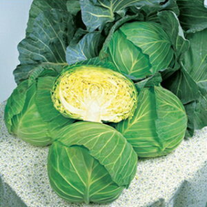 キャベツ 種 【 彩音 】 ペレット150粒 ( 種 野菜 野菜種子 野菜種 )