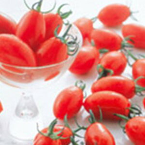 �g�}�g �� �y �~�j�g�}�g �A�C�R �z ���珬�܁i17���j ( �g�}�g�̎� )