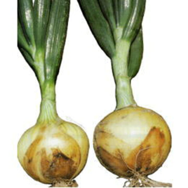楽天市場】たまねぎ 種 【 七宝 早生七号 】 100g （ 種 野菜 野菜種子 