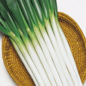 lM  y zCgX^[ z 2L5痱 ( lM̎ )