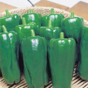 s[}  y ܂ z (22) ( s[}̎ )