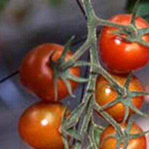 �g�}�g �� �y �V���f�B�[�X�C�[�g�i���ʁj �z ���珬�� ( �g�}�g�̎� )