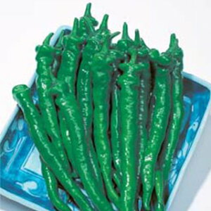 gEKV  y Ò z (180) ( gEKV̎ )