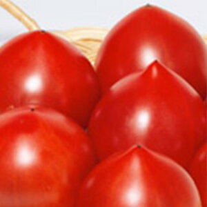 �g�}�g �� �y ���l�b�T���X �z ���珬�� ( �g�}�g�̎� )