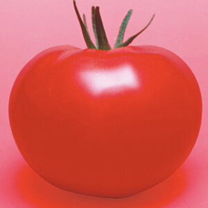 g}g  y CFY͂邩 z 1000 ( g}g̎ )