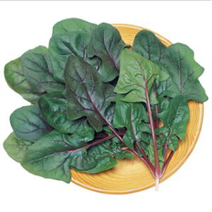 zE\E  y T_ z 1L ( zE\E̎ )