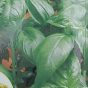 n[u  y XC[goW z 20ml ( n[u̎ )