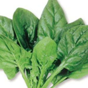 zE\E  y TCg z 珬 ( zE\E̎ )