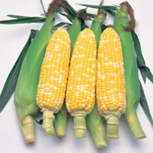 �Ƃ����낱�� �� �y �J�N�e��84EX �z ���܁i��40���j ( �Ƃ����낱���̎� )