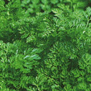 n[u  y `[r z 珬 ( n[u̎ )