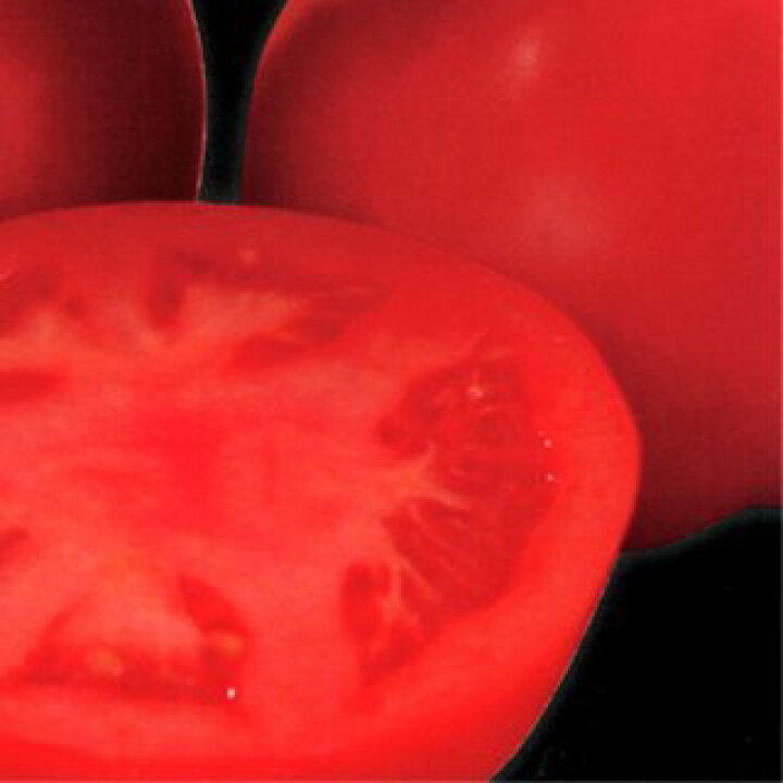 トマト 種 500粒 トマトの種