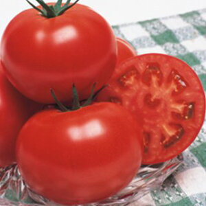 g}g  y CFY͂邩 z (16) ( g}g̎ )