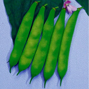 CQ  y Ȃؓ { z ܁i40mlj ( CQ̎ )