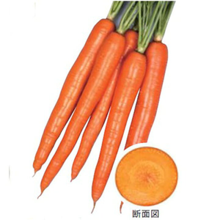 132円 正規店 野菜の種 種子 ホワイトハーモニー ニンジン にんじん キャロット ネオコート種子 人参 320粒 メール便発送 132円 正規店 野菜の種 種子 ホワイトハーモニー ニンジン にんじん キャロット ネオコート種子 人参 320粒 メール便発送