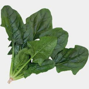 zE\E  y vOX z L2 ( zE\E̎ )