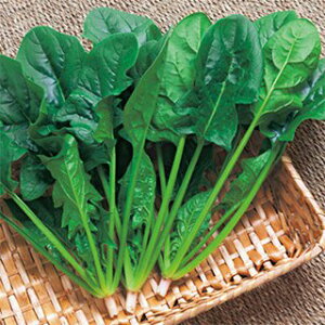 zE\E  y ٓV z G{vC M3 ( zE\E̎ )