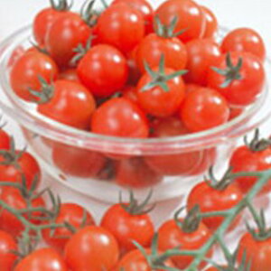 g}g  y ~jg}g ~jL z 珬 ( g}g̎ )