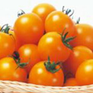 �g�}�g �� �y �V���f�B�[�I�����W�i���ʁj �z ���珬�� ( �g�}�g�̎� )