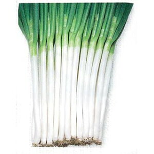 lM  y zCg\[h z ybg5痱i2Lj ( lM̎ )