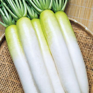 _CR  y Ă̗ z 20ml ( _CR̎ )