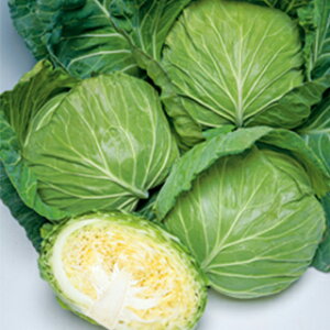 Lxc  y  z (1.1ml) ( Lxc̎ )