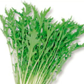 楽天市場 京菜 種子 ガーデニング 農業 花 ガーデン Diyの通販