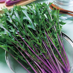   y g@t z 20ml ( ؂̎ )