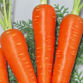 ニンジン 種 【 紅あかり 】 実咲小袋 ( ニンジンの種 )