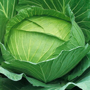 Lxc  y 򒹎OGn z 20ml ( Lxc̎ )