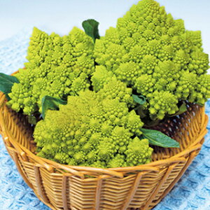 }lXR  y O[Au z  ( }lXR̎ )