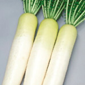 _CR  y V z 珬 ( _CR̎ )